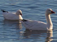 A2Z5667c  Ross's Goose (Chen rossii) & Snow Goose (Chen caerulescens)